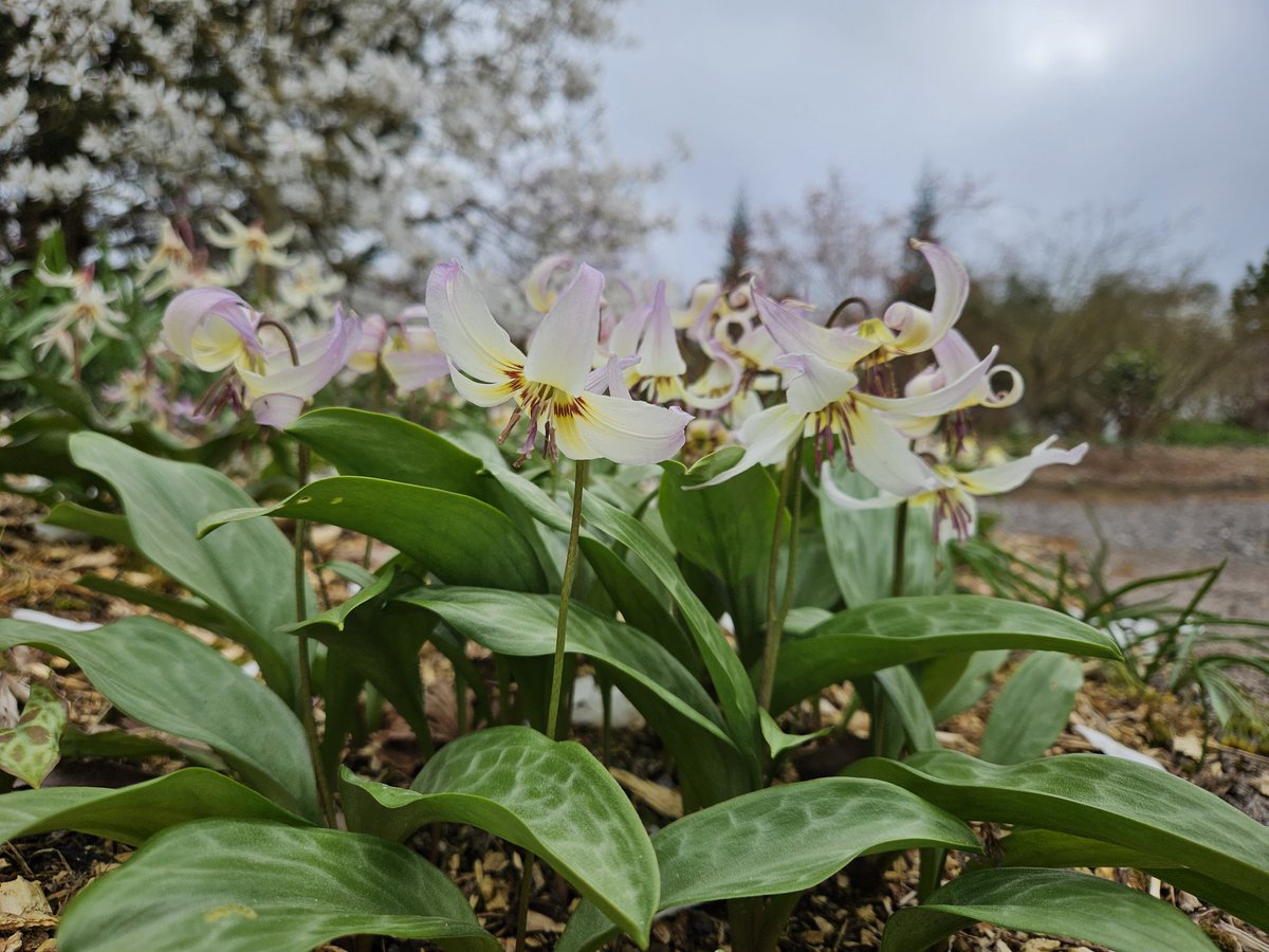 🌿Helen Brown tweet media