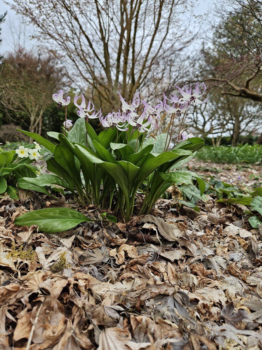 🌿Helen Brown tweet media