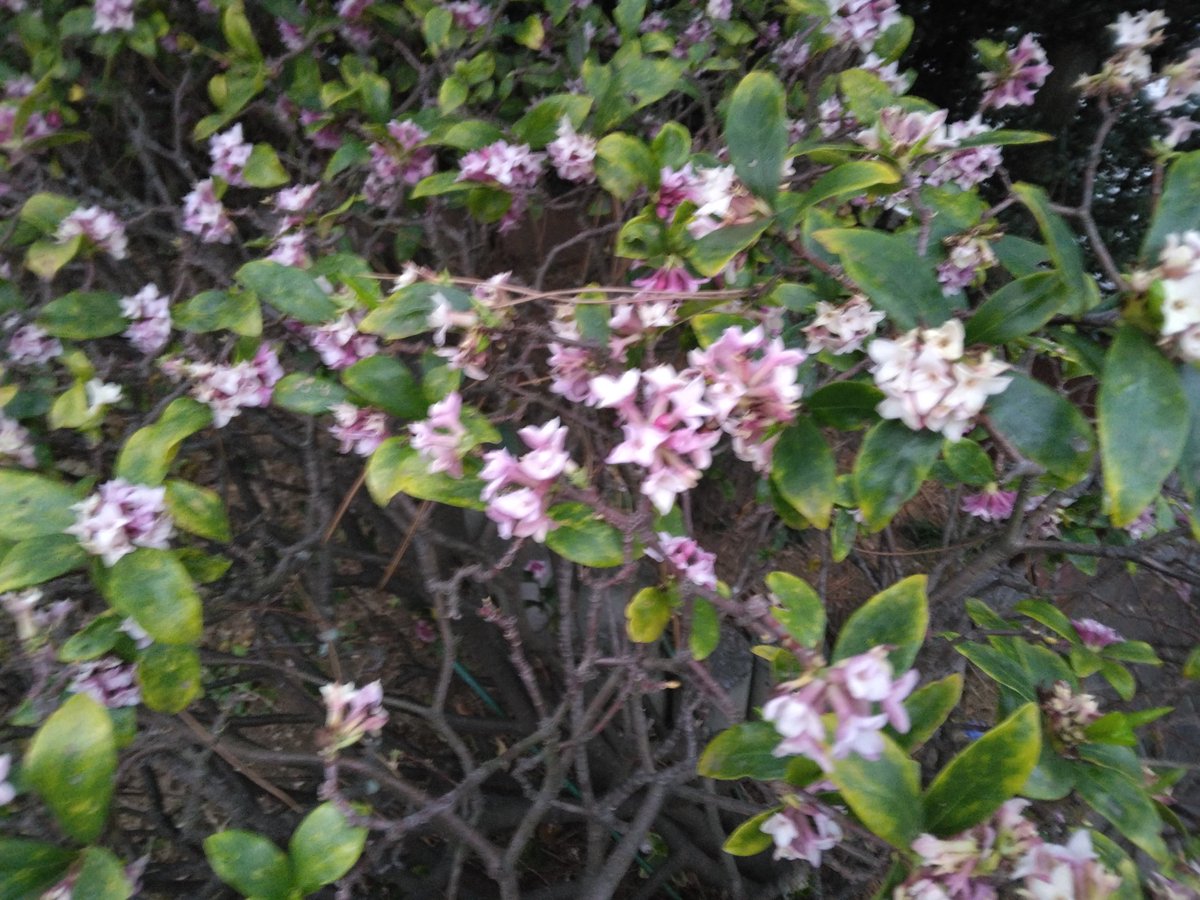 純akaサバイバー tweet media