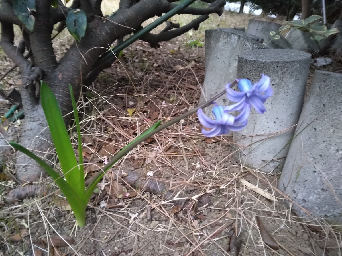 純akaサバイバー tweet media