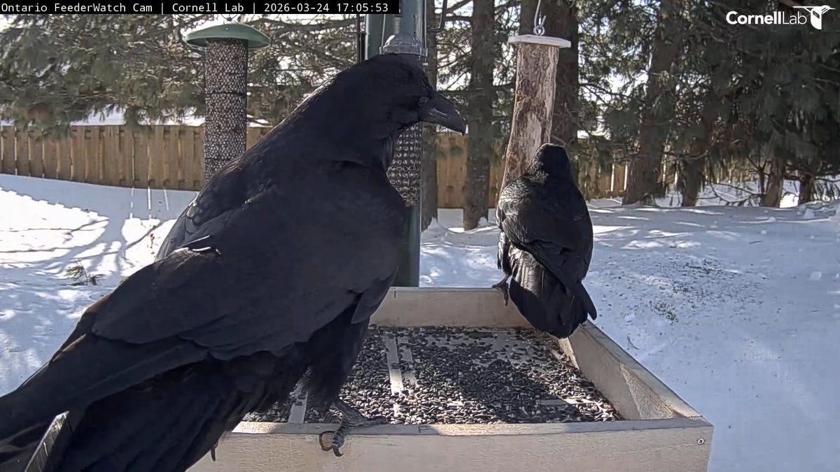 FeederWatch Cam tweet media