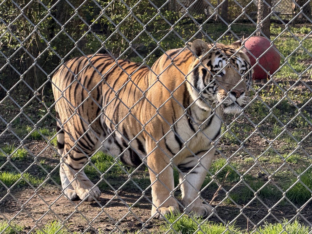 HuntFFA's tweet photo. Hunt FFA members/animal science students traveled to the Carolina Tiger Rescue last week. https://t.co/tDRgWZFXO7