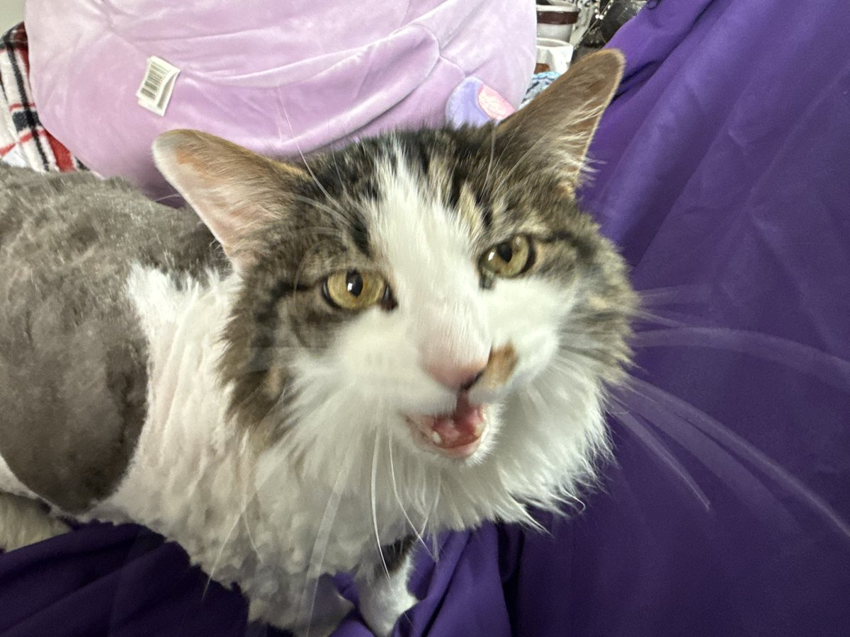 chewy & friends 🌈 lucy tweet media