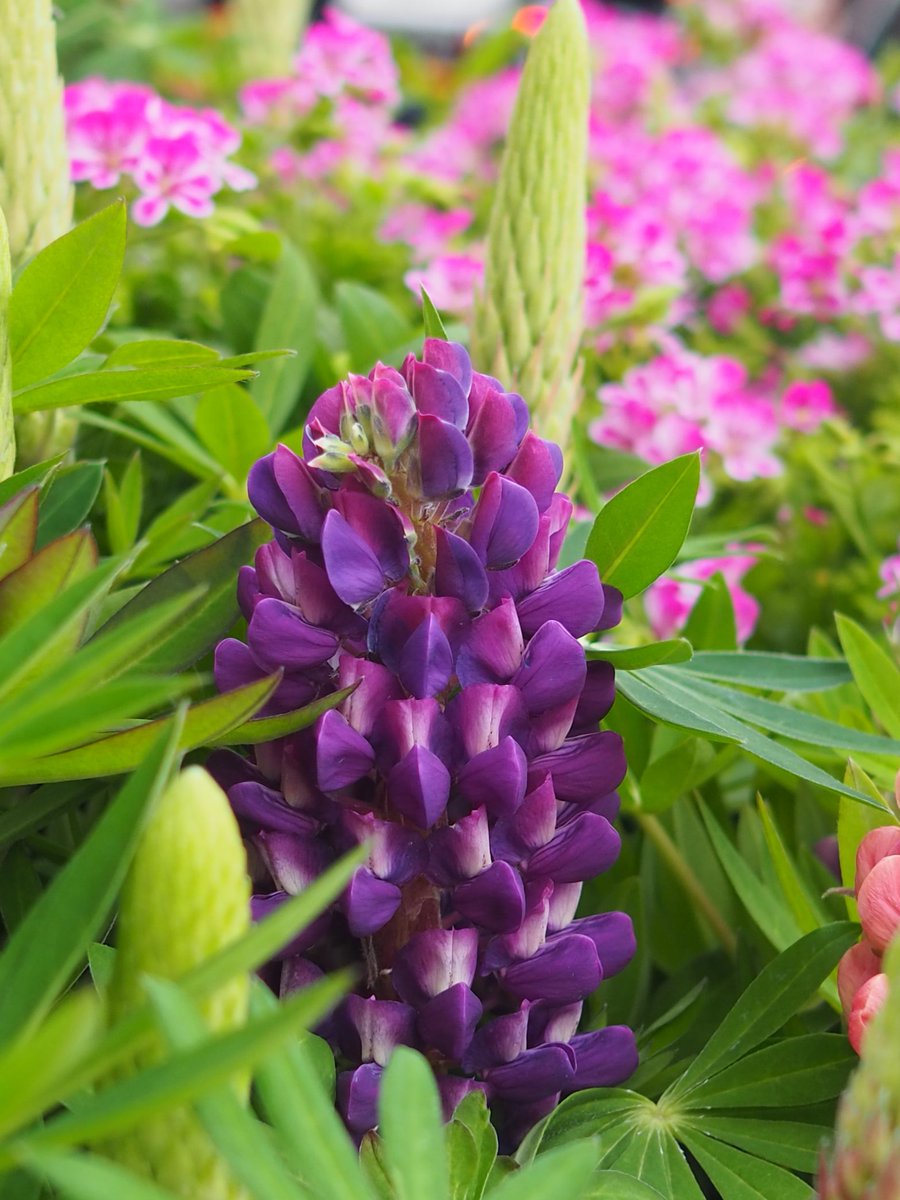 2026年3月25日
✽✽✽

#花写真【ﾙﾋﾟﾅｽ💜】
#花言葉…〈寛大な精神〉
#TLを花でいっぱいにしよう

✽✽✽
