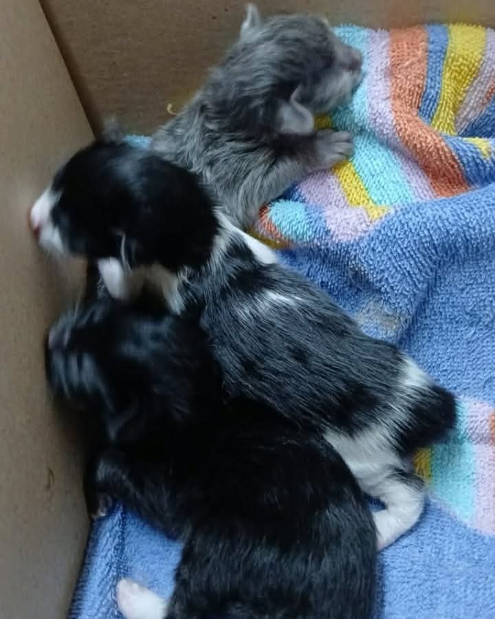 Fundación De Gatitos tweet media