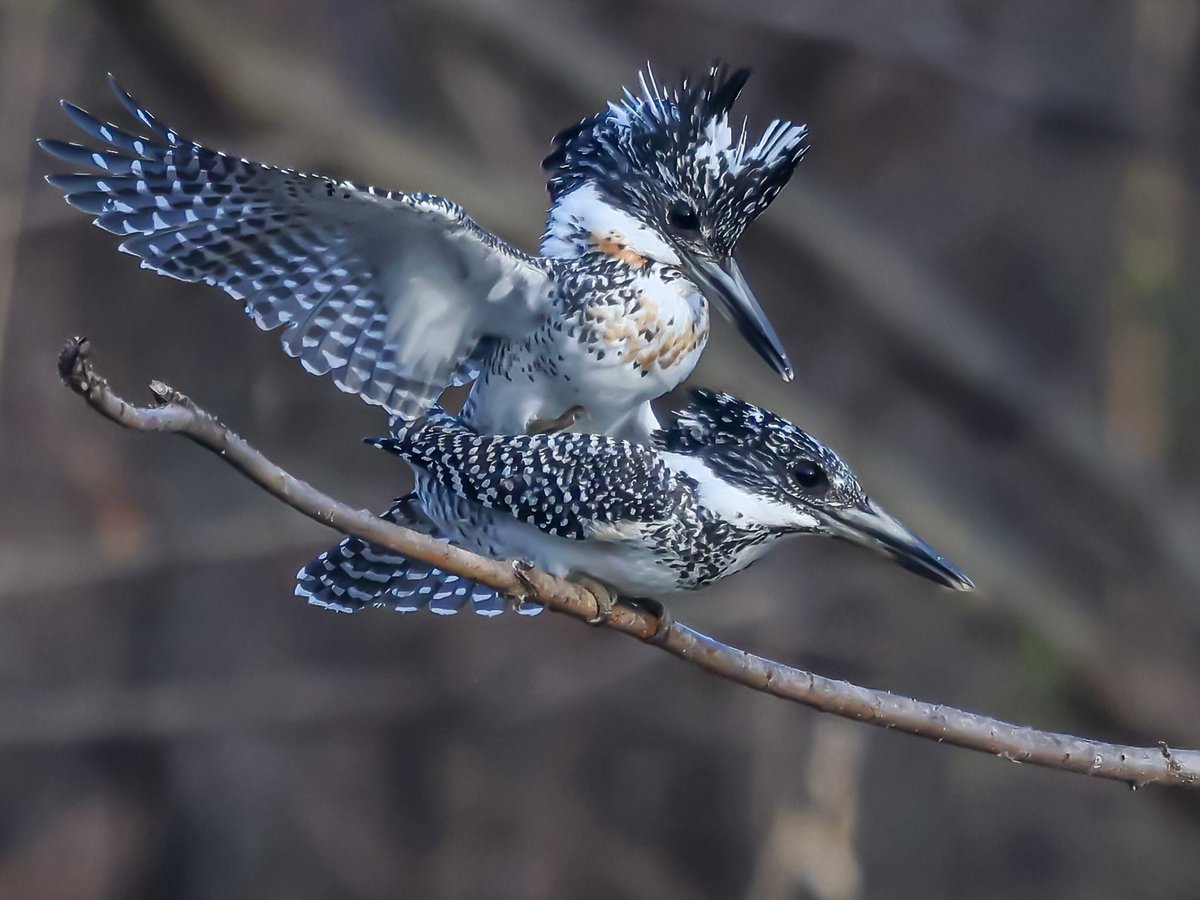 トラッタ tweet media