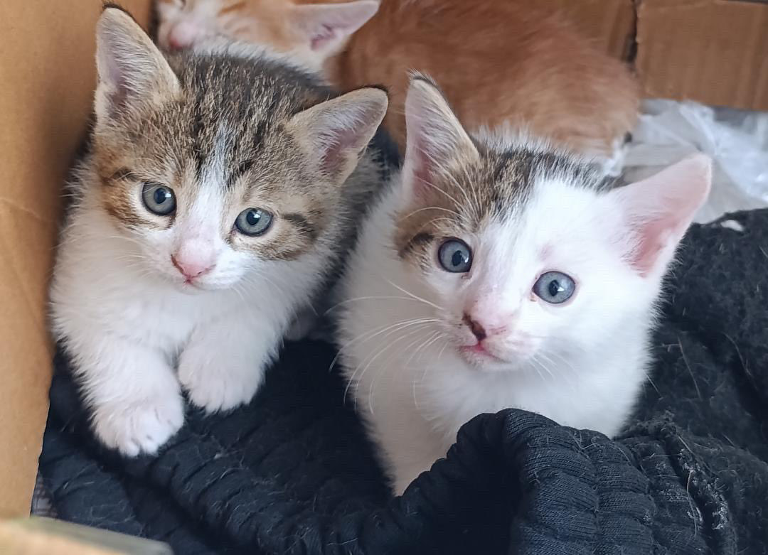 yakuzura tweet media