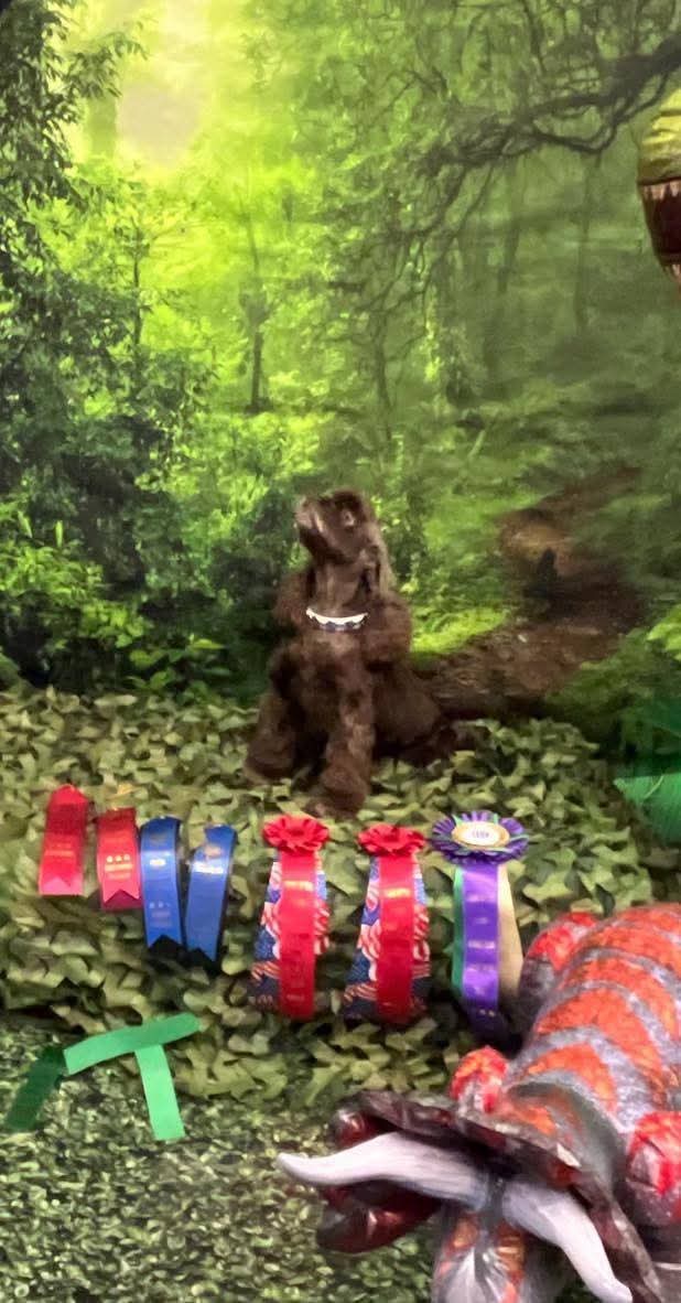 Bully Watch USA tweet media