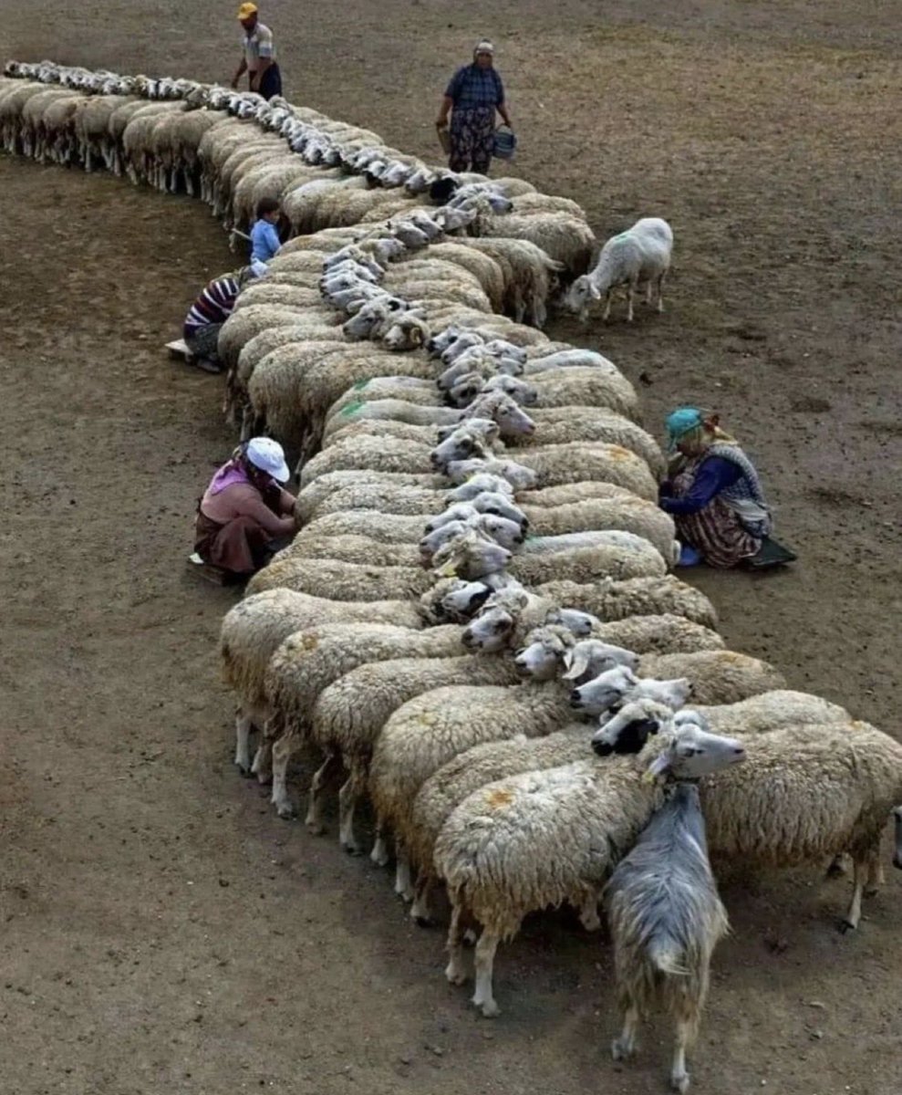 محمد التونسي tweet media