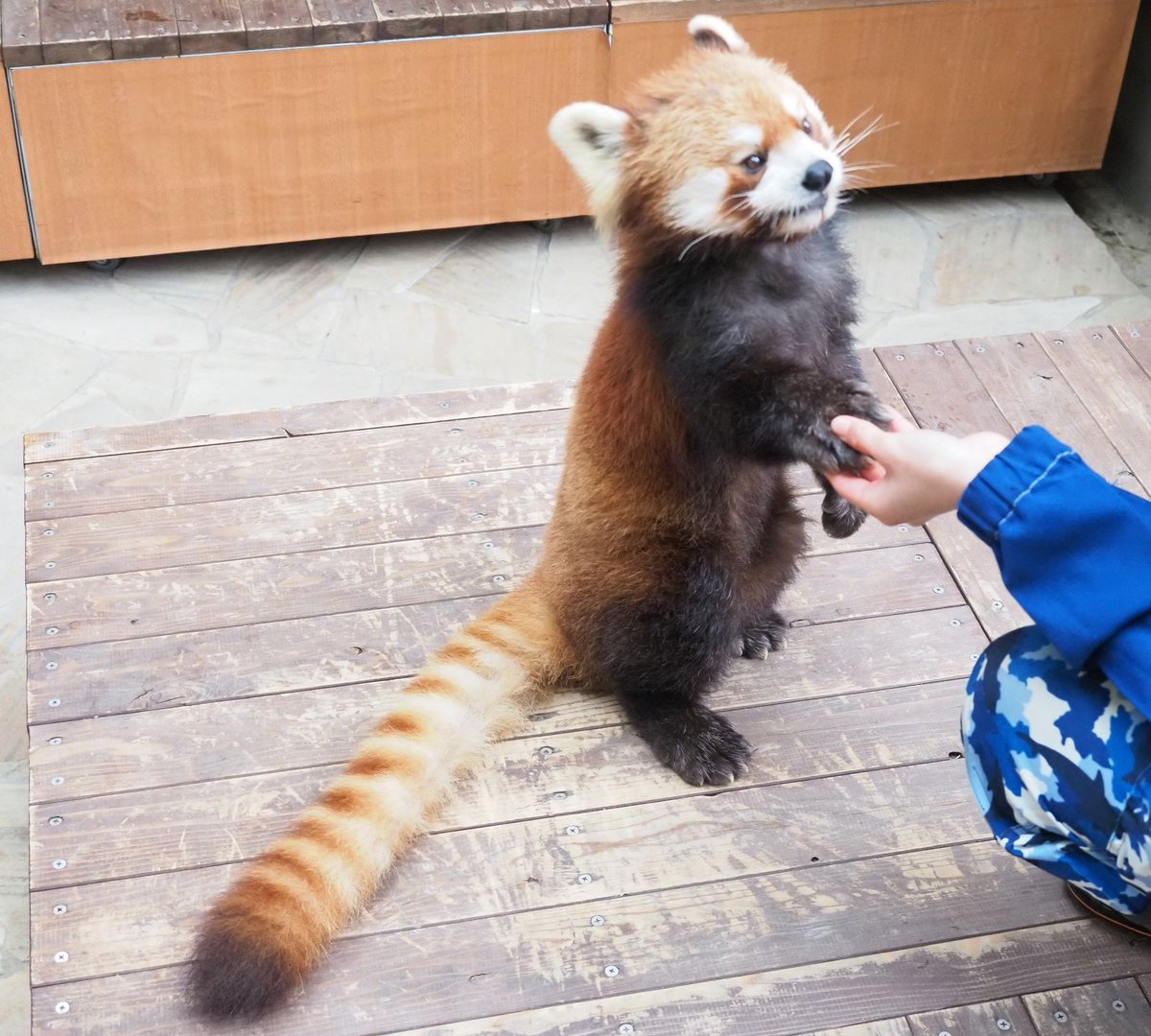 すえじい tweet media