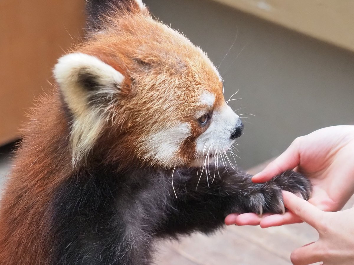 すえじい tweet media