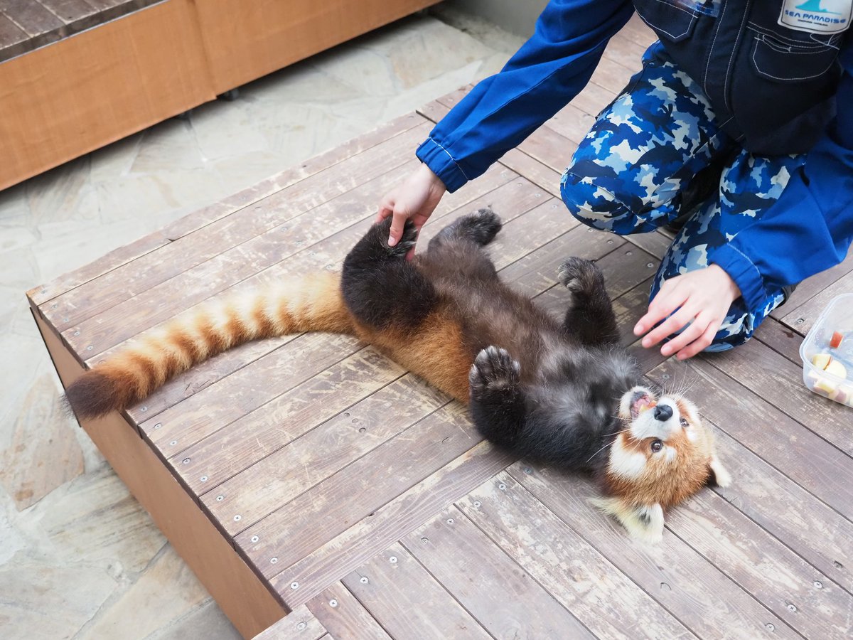 すえじい tweet media