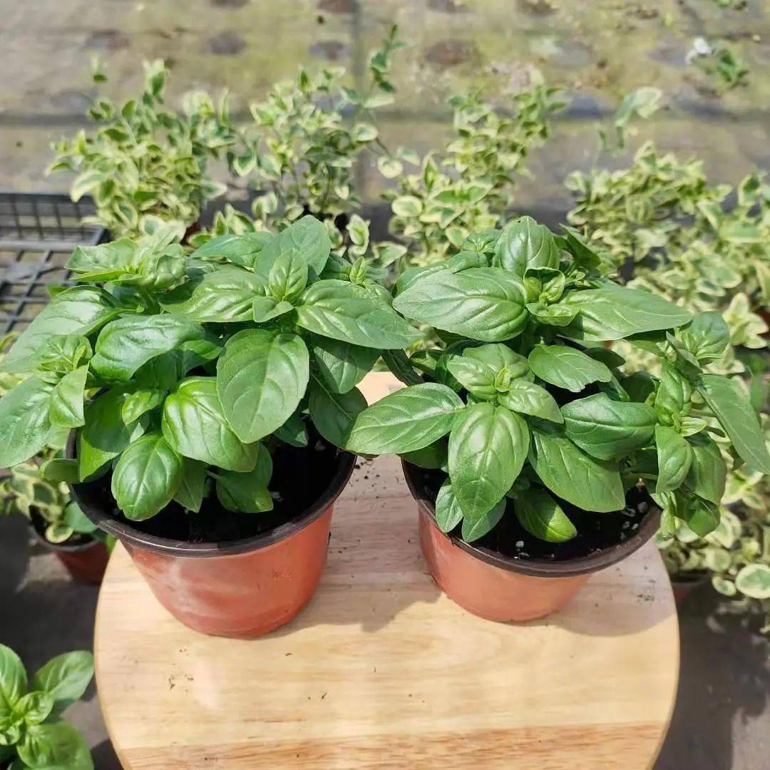 Alexandra Ploumidaki tweet media