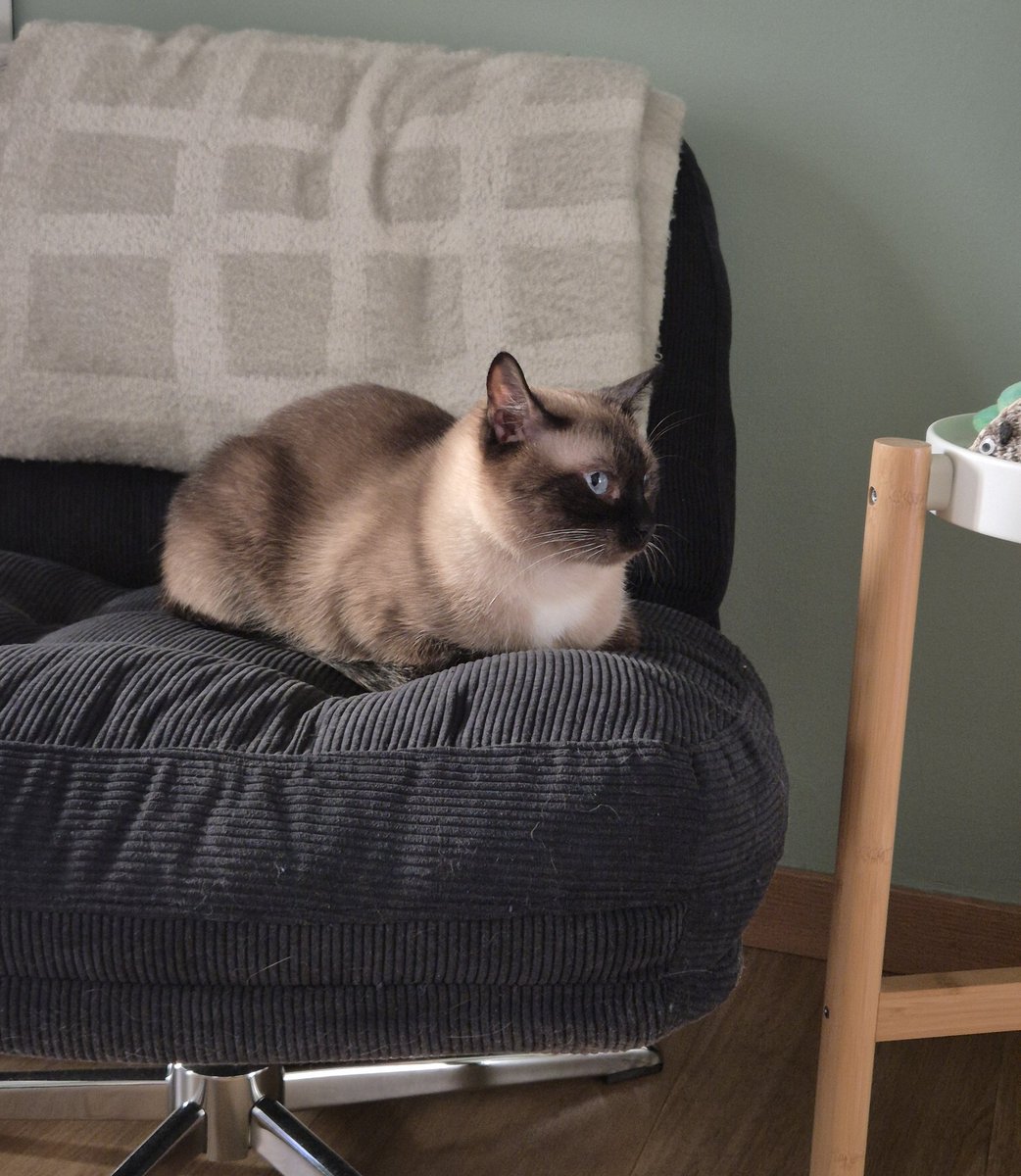 Detective Gumshoe tweet media