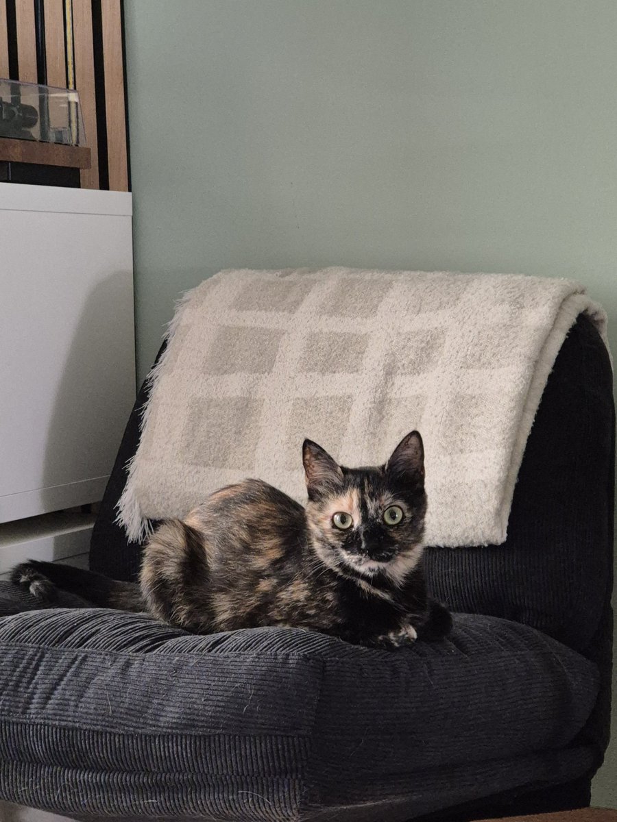 Detective Gumshoe tweet media