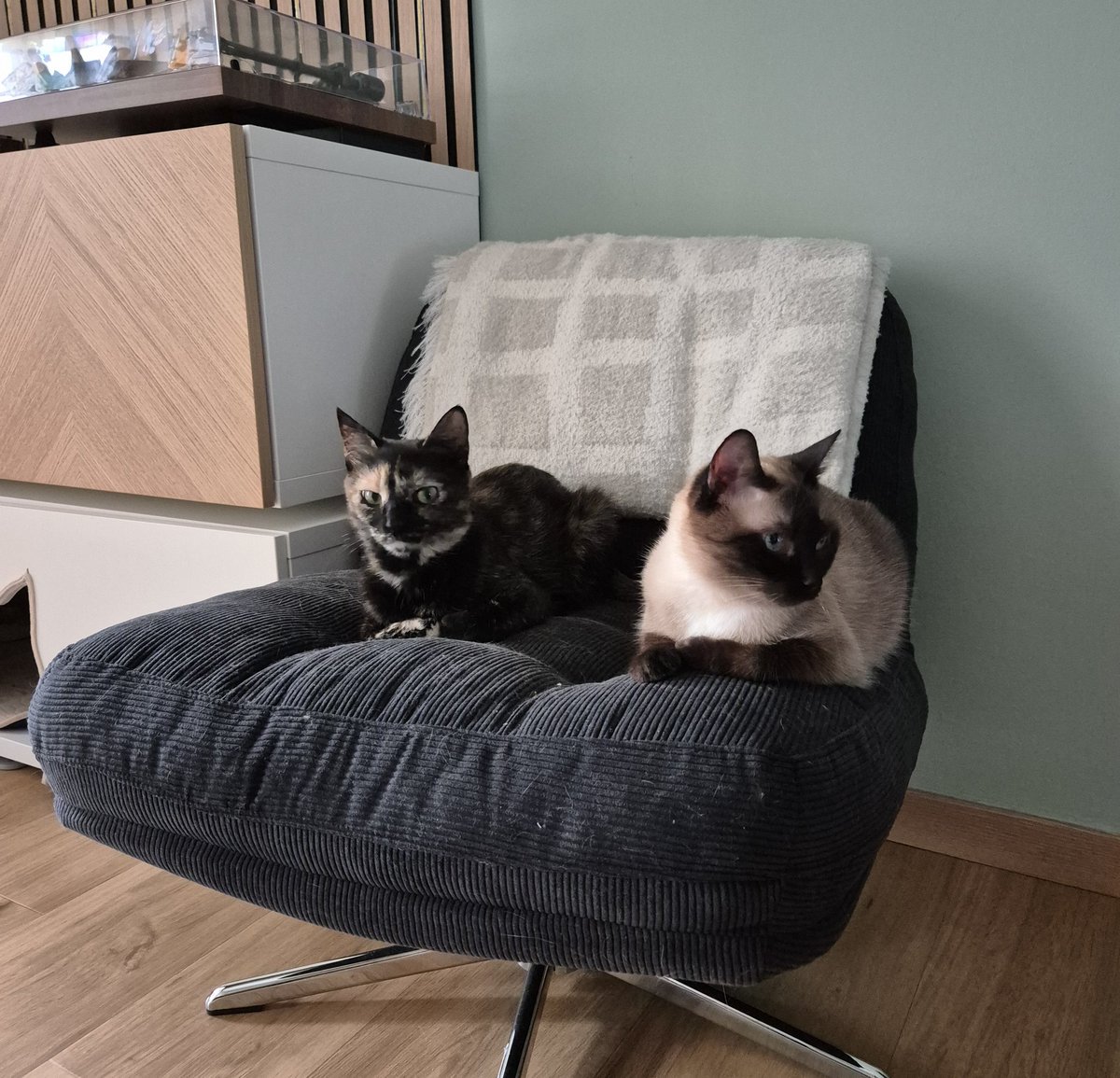 Detective Gumshoe tweet media