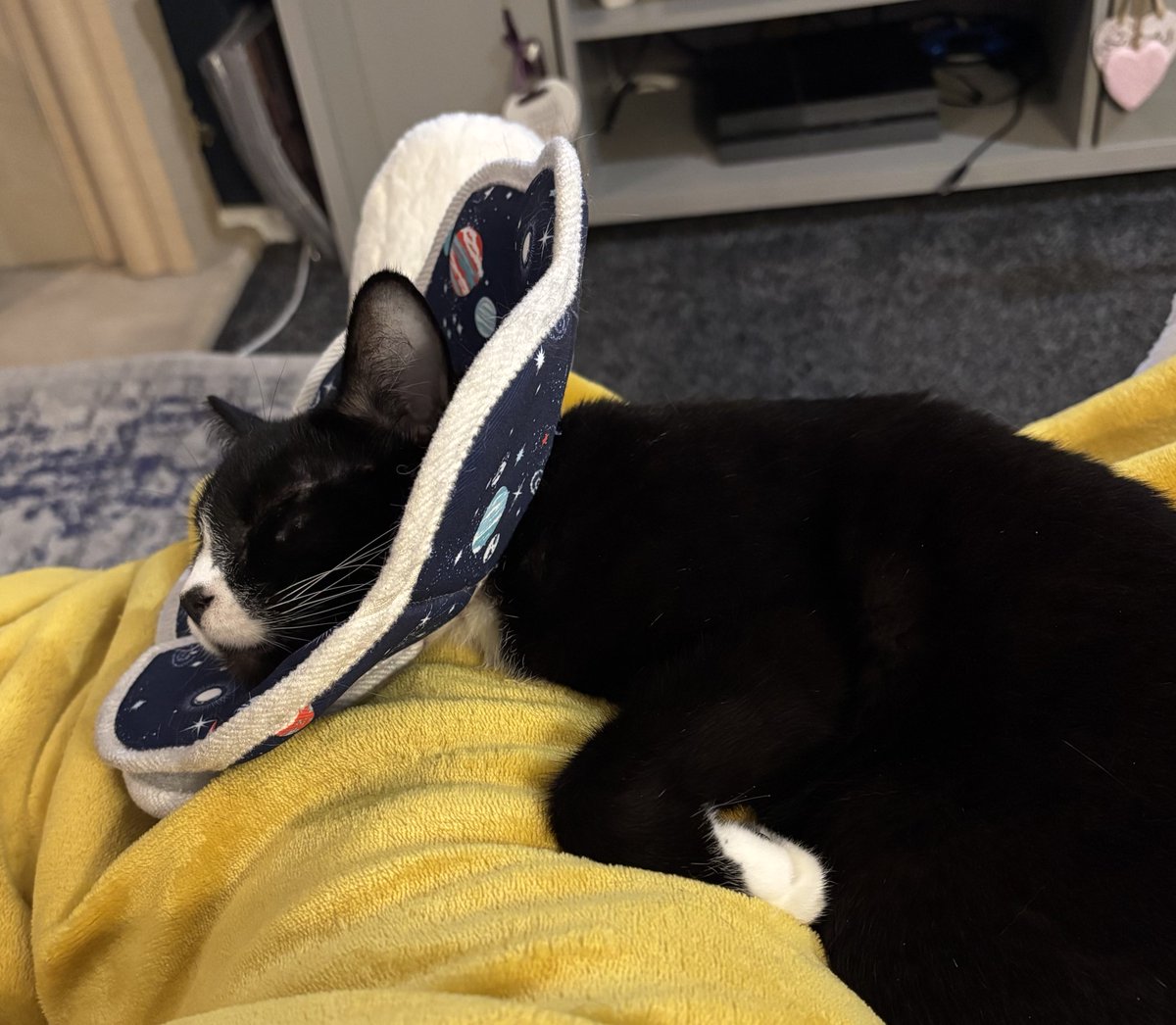 DaisyDoo and Tulip Too🌈 Bella 😿 tweet media