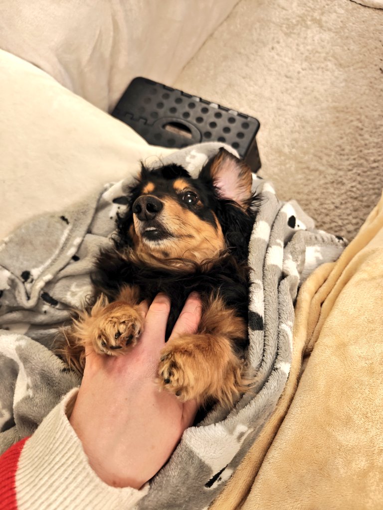 Karla with a K 🐶 tweet media