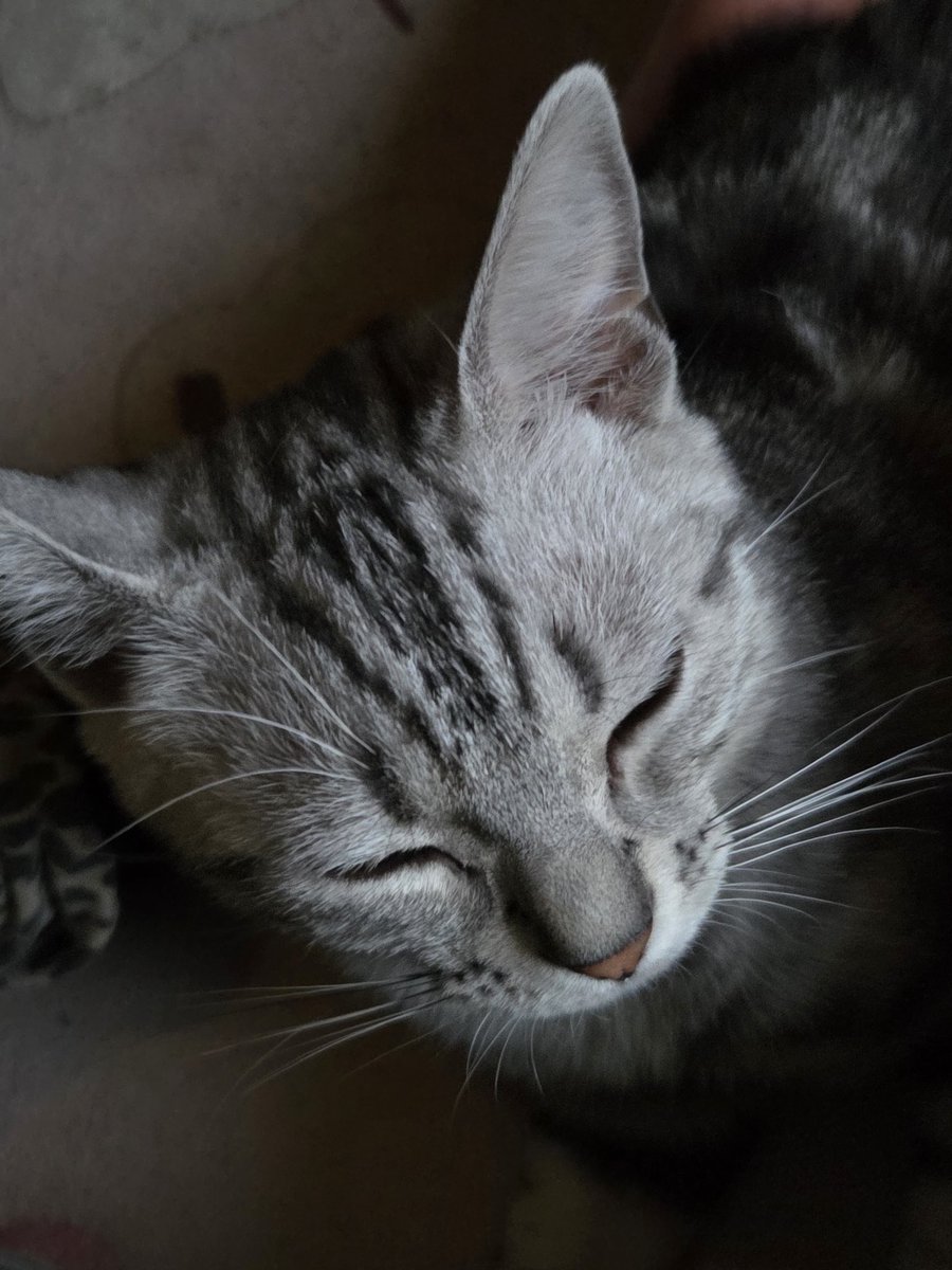 ニコリン tweet media