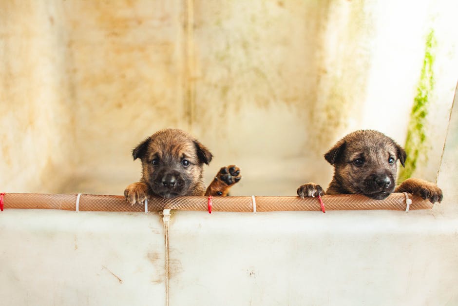 Chappell Tony tweet media