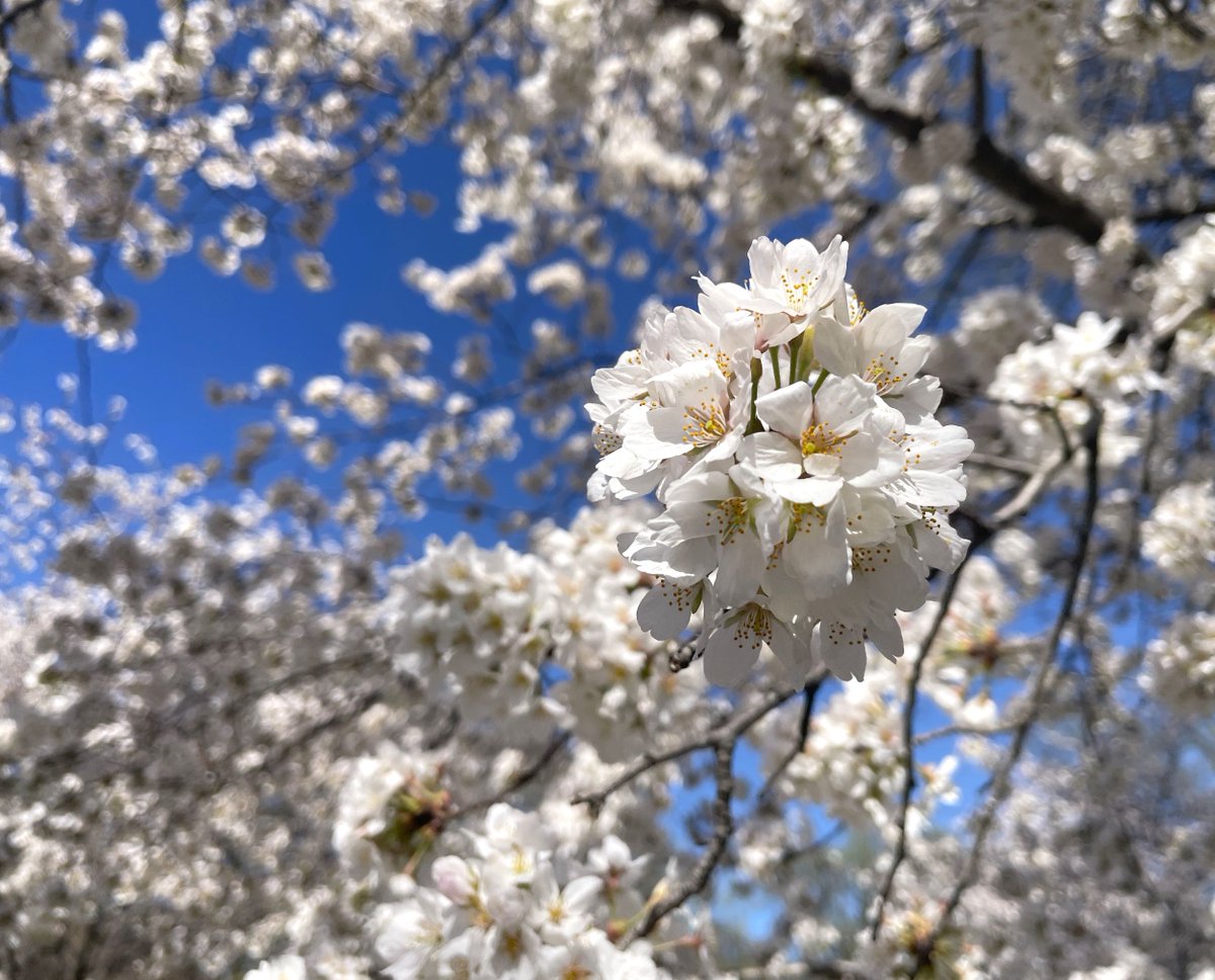 National Mall NPS tweet media