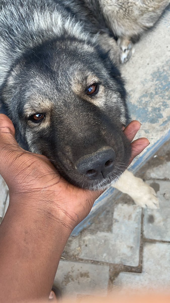 Rizzly Bear🧸 tweet media