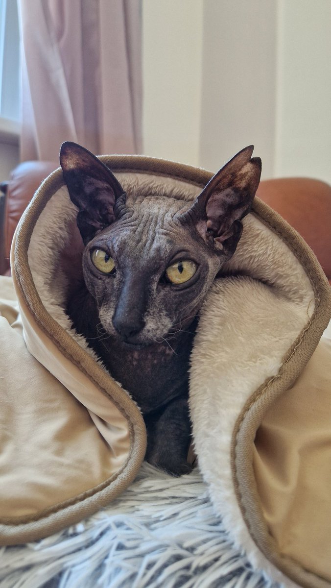 торQнуло tweet media