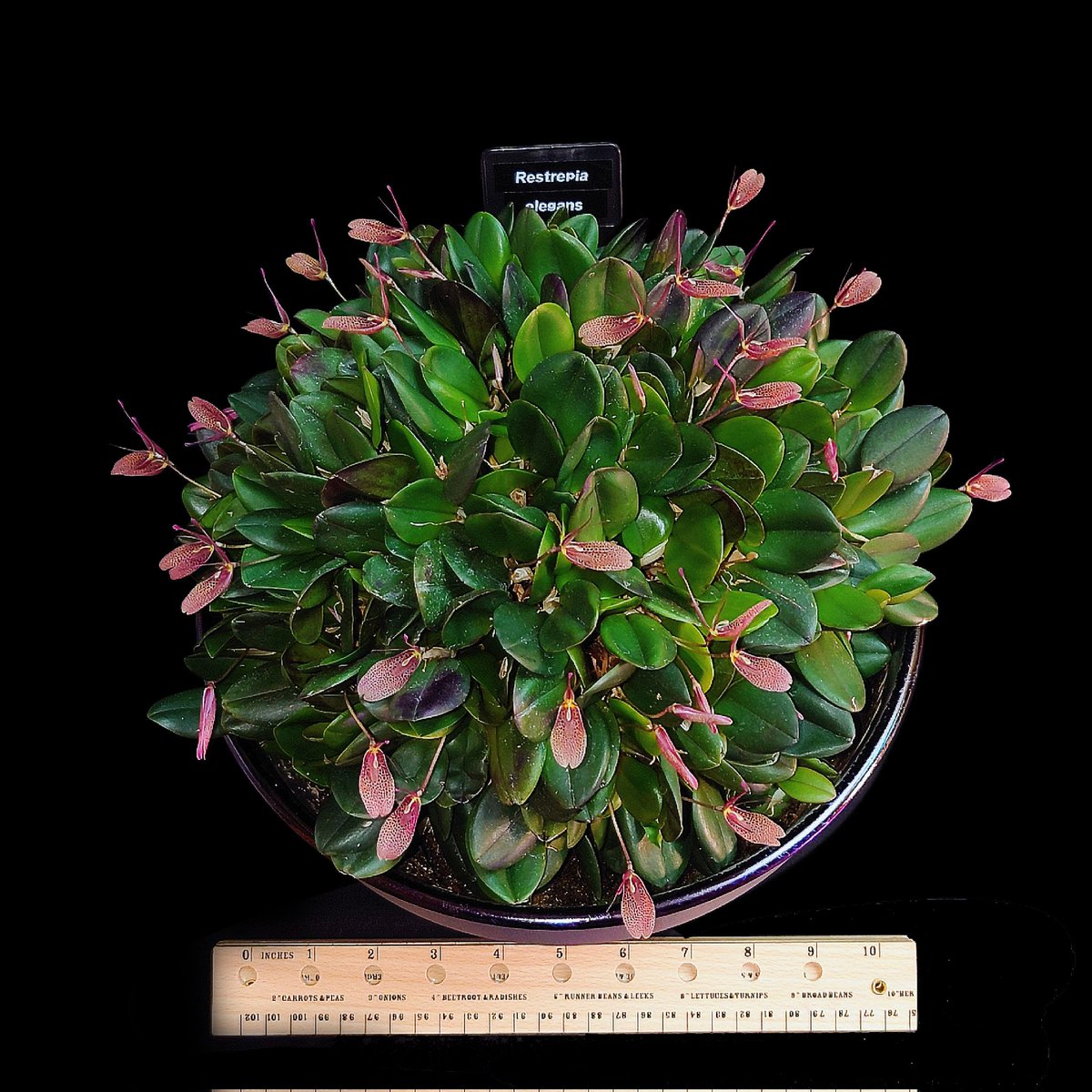 'Boothby' 🖖 tweet media