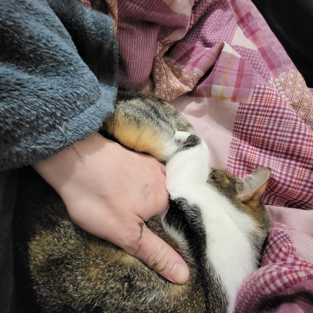 ЗБІР паніні Аняме 🇺🇦🏳️‍🌈🏳️‍⚧️ tweet media