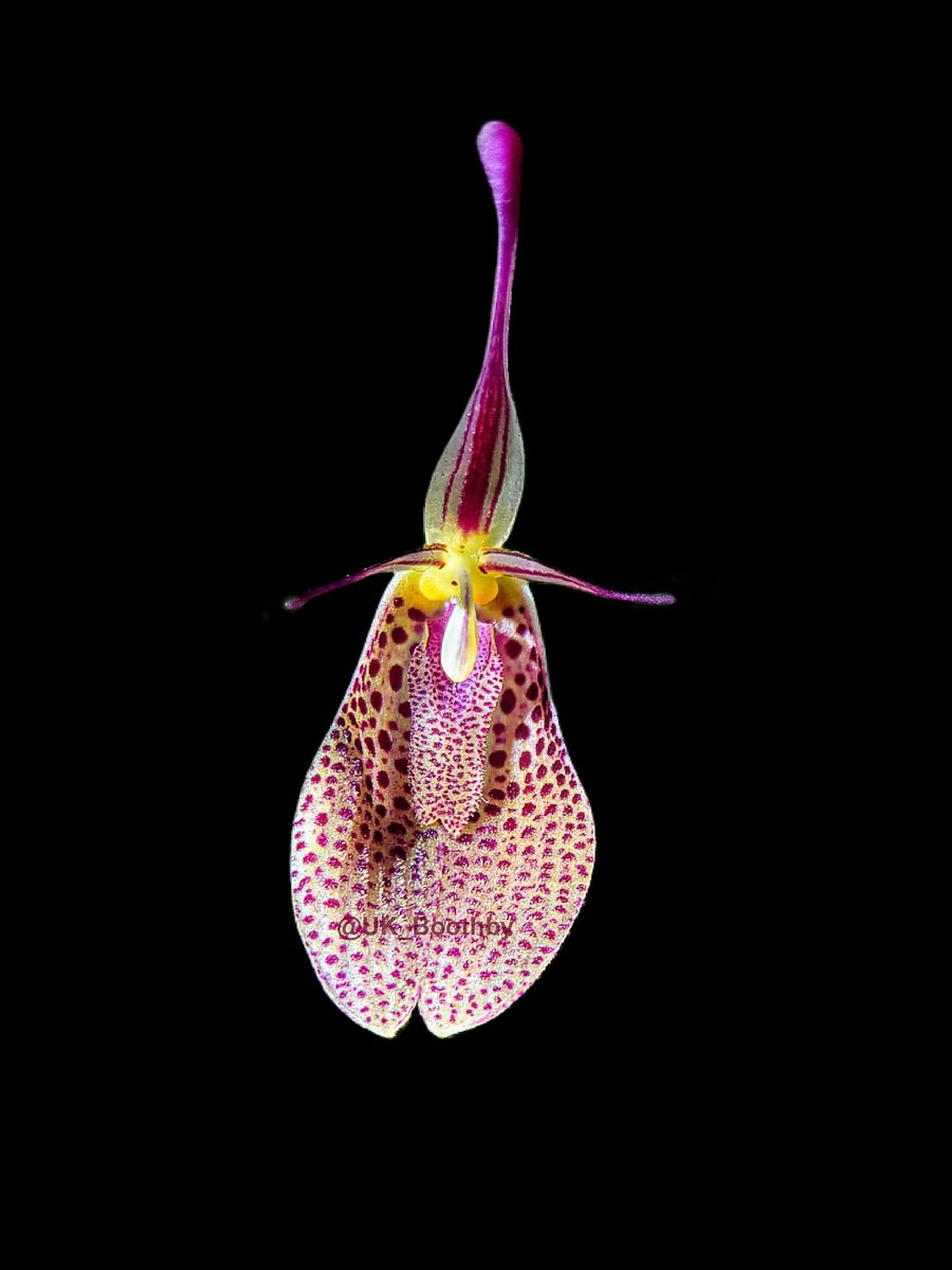 'Boothby' 🖖 tweet media