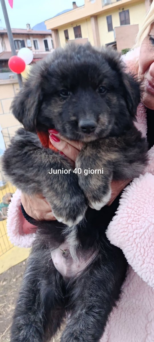 un atto d'amore odv tweet media