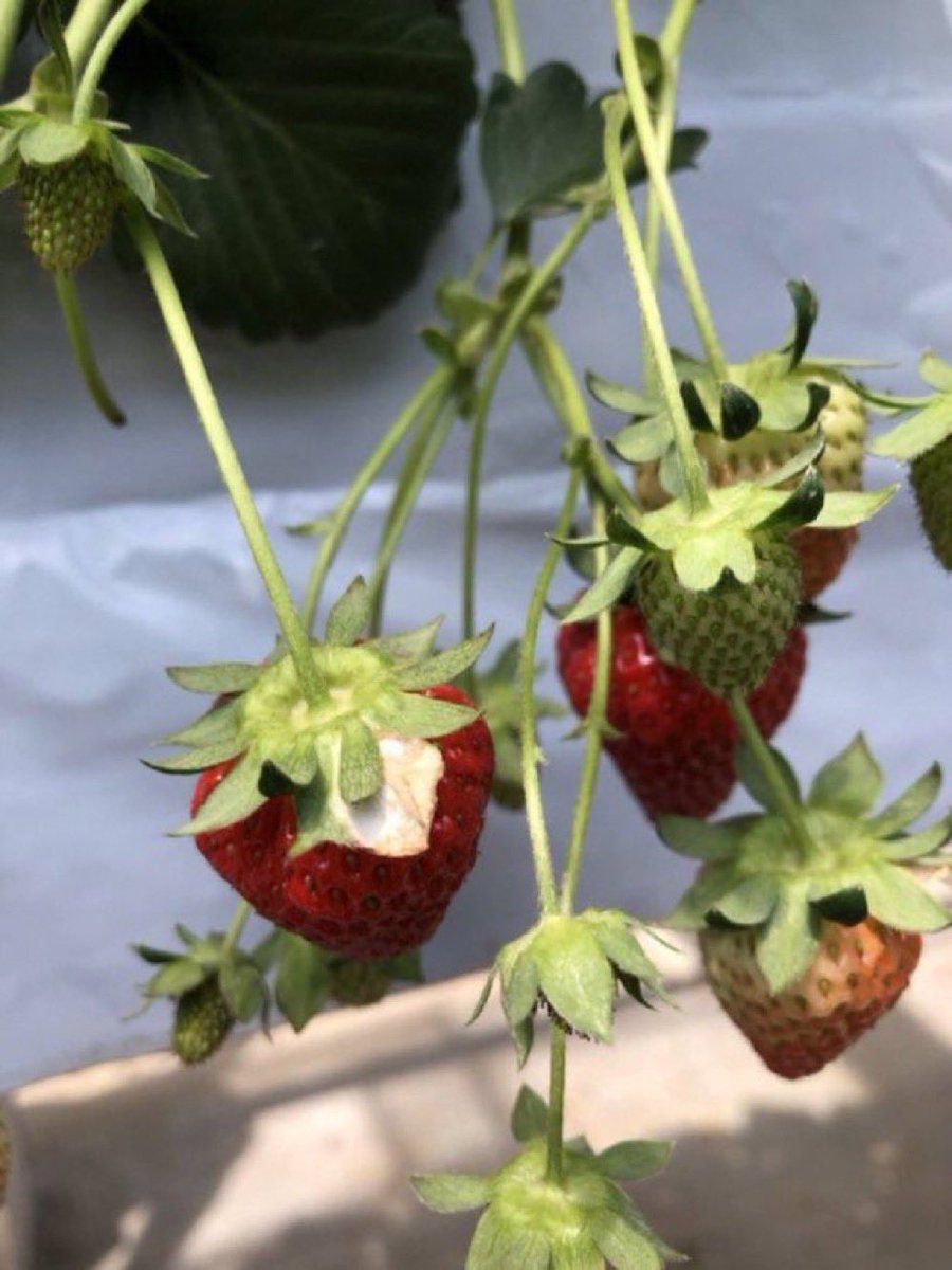 インクロム【公式】 tweet media