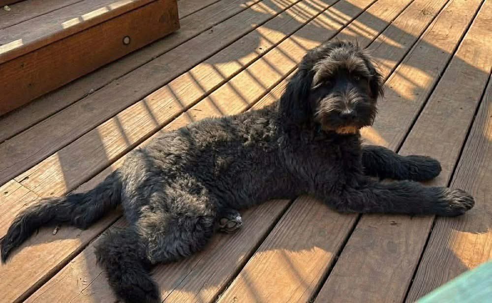 Hounds in Pounds tweet media