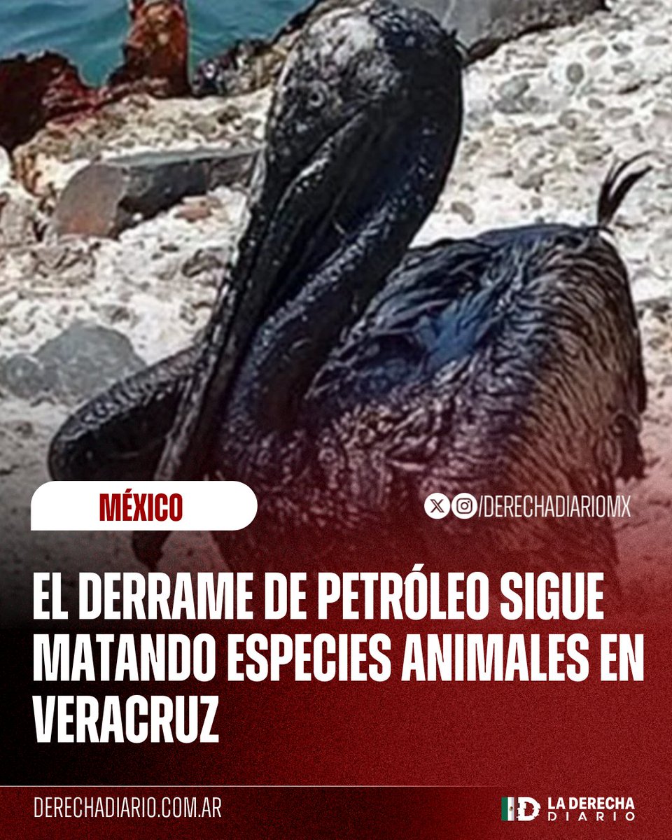 La Derecha Diario México tweet media