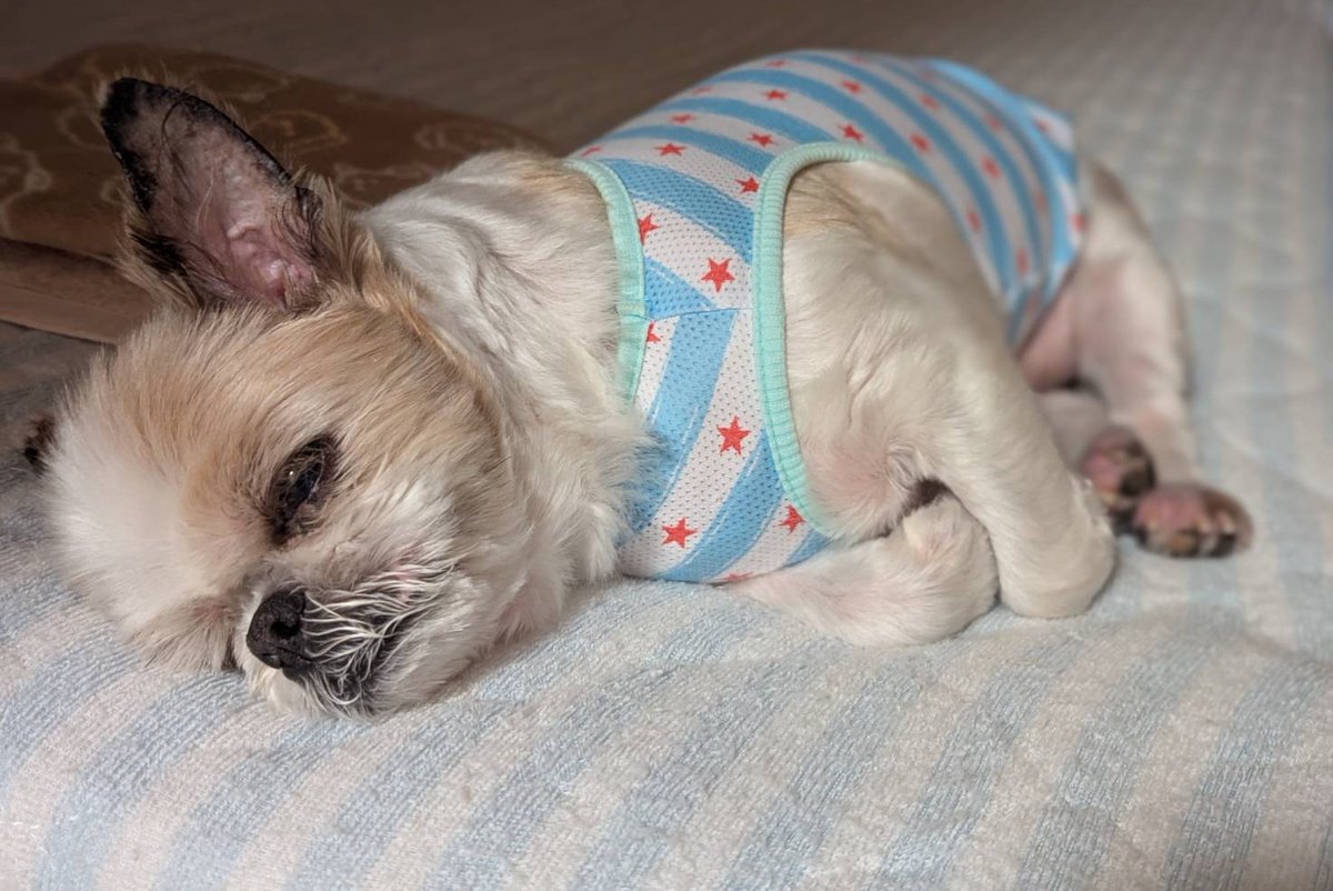 たんち朗 tweet media