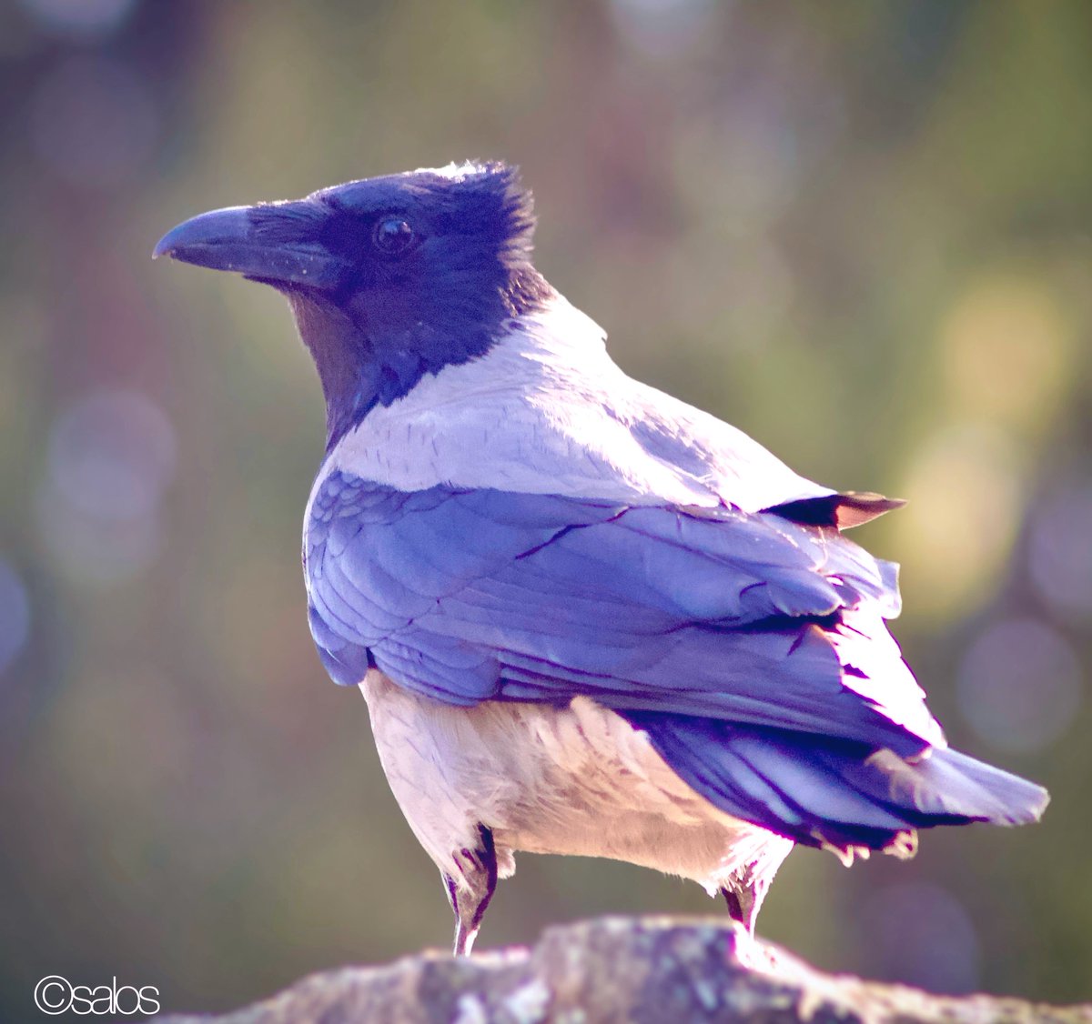 Suvi Salo tweet media