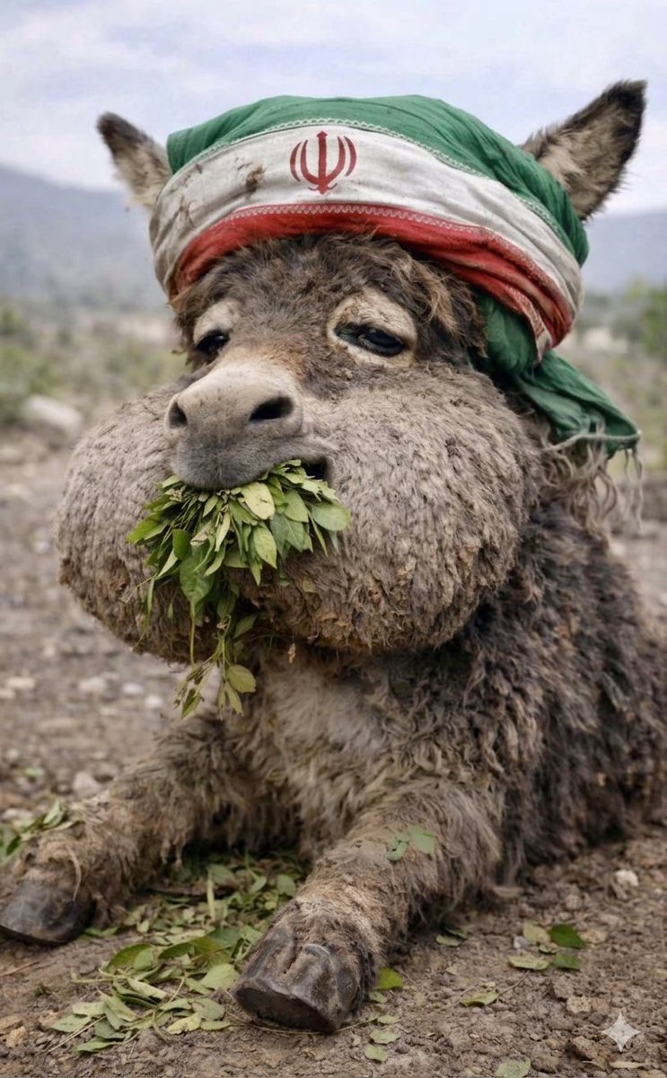 امية tweet media