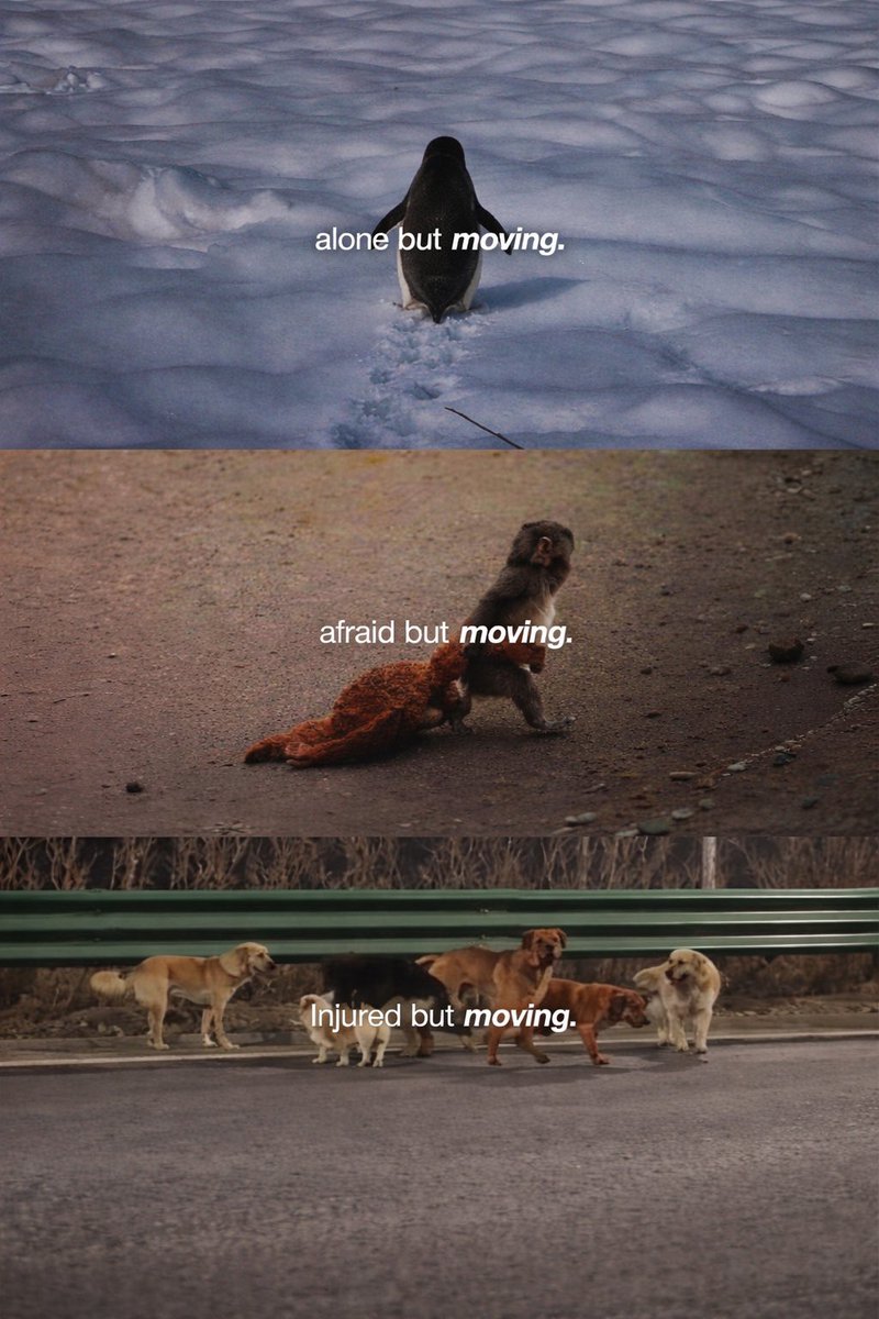 Perrito Modorrito tweet media