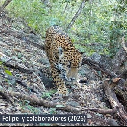 Informa Cosmos tweet media