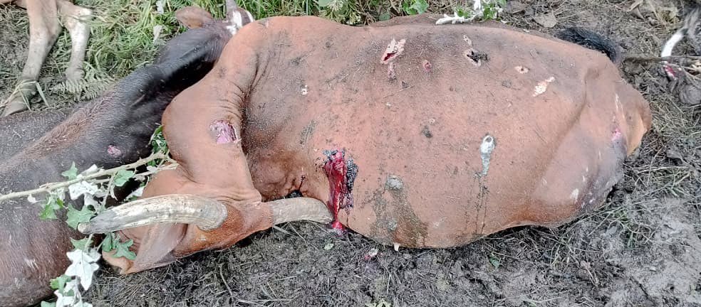 If we are claiming the genocide that is going to on Minembwe the world keep quiet this is one of the sign show that the genocide is going  the Government of DRC killing the Banyamulenge and their cows 🐄  but the power country quietly but God is there watching you guys