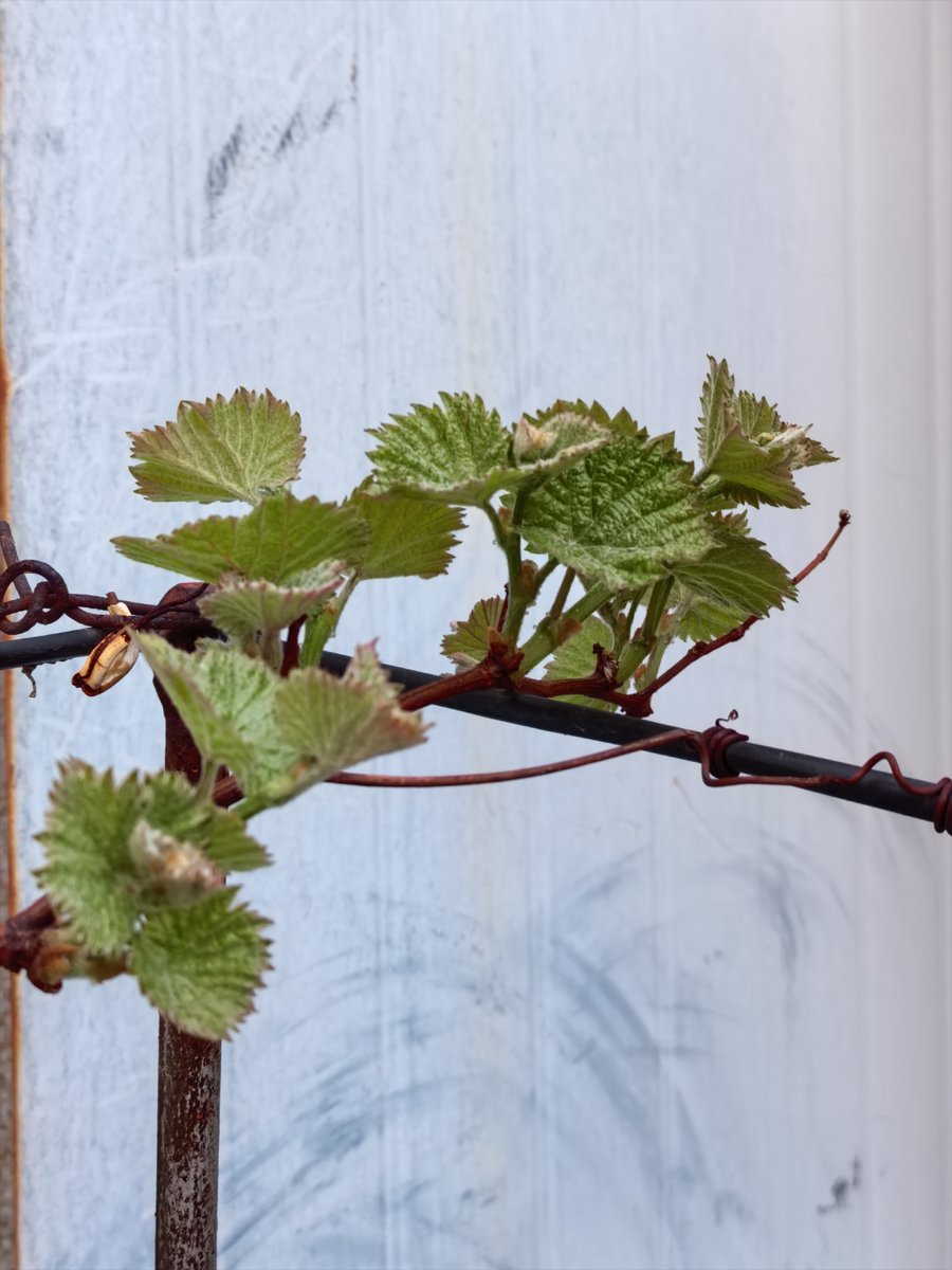 Abdo Wael tweet media