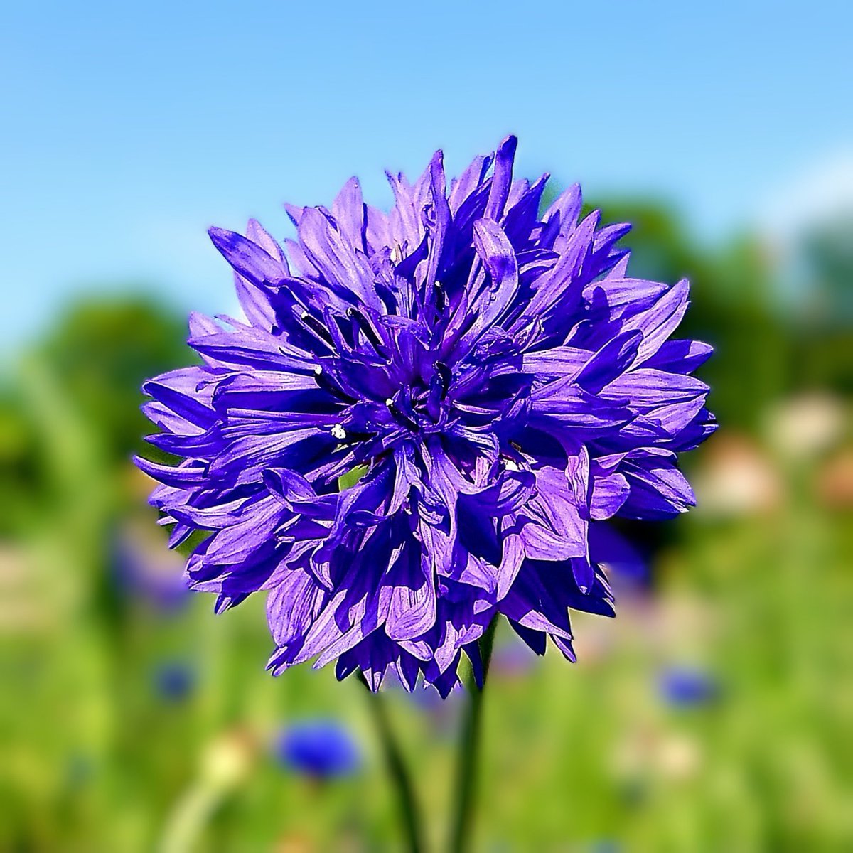 💙青い空と、満腹太郎💙 tweet media