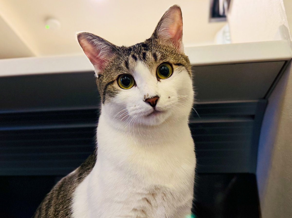 ひょん tweet media