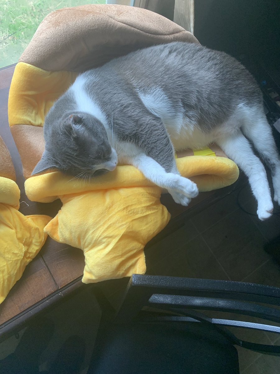 Klept0C's tweet photo. Never too late to try new things… he doesnt know how to use it https://t.co/lOXcaEdlS9