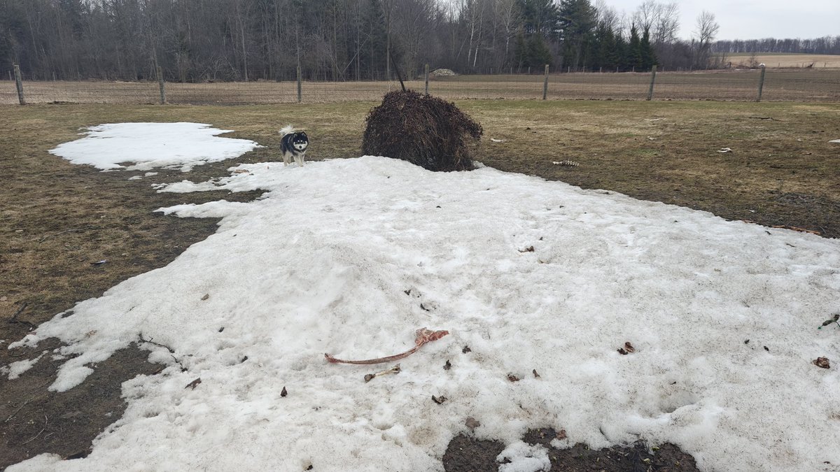 Allan Scott tweet media