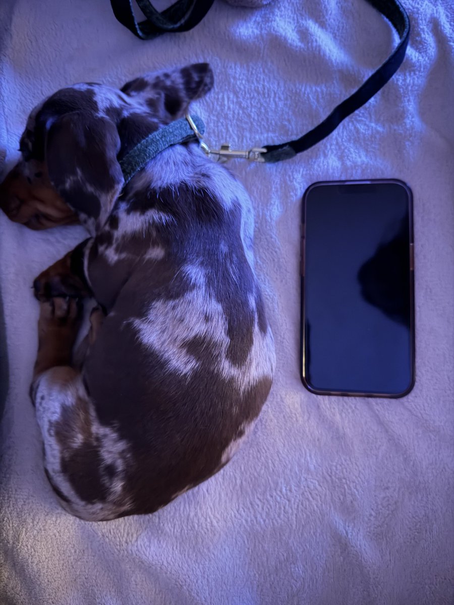 Peter ter Horst tweet media