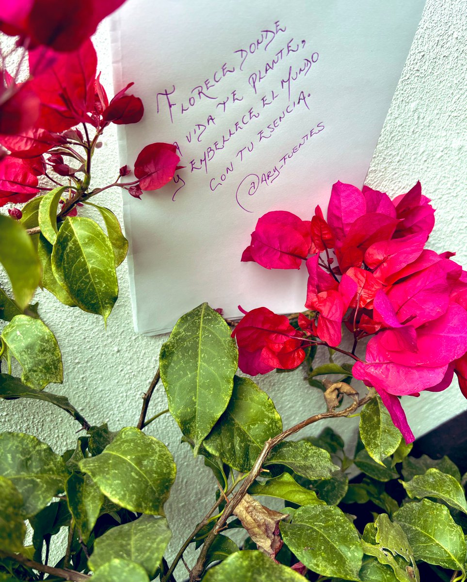 Ary_Fuentes tweet media