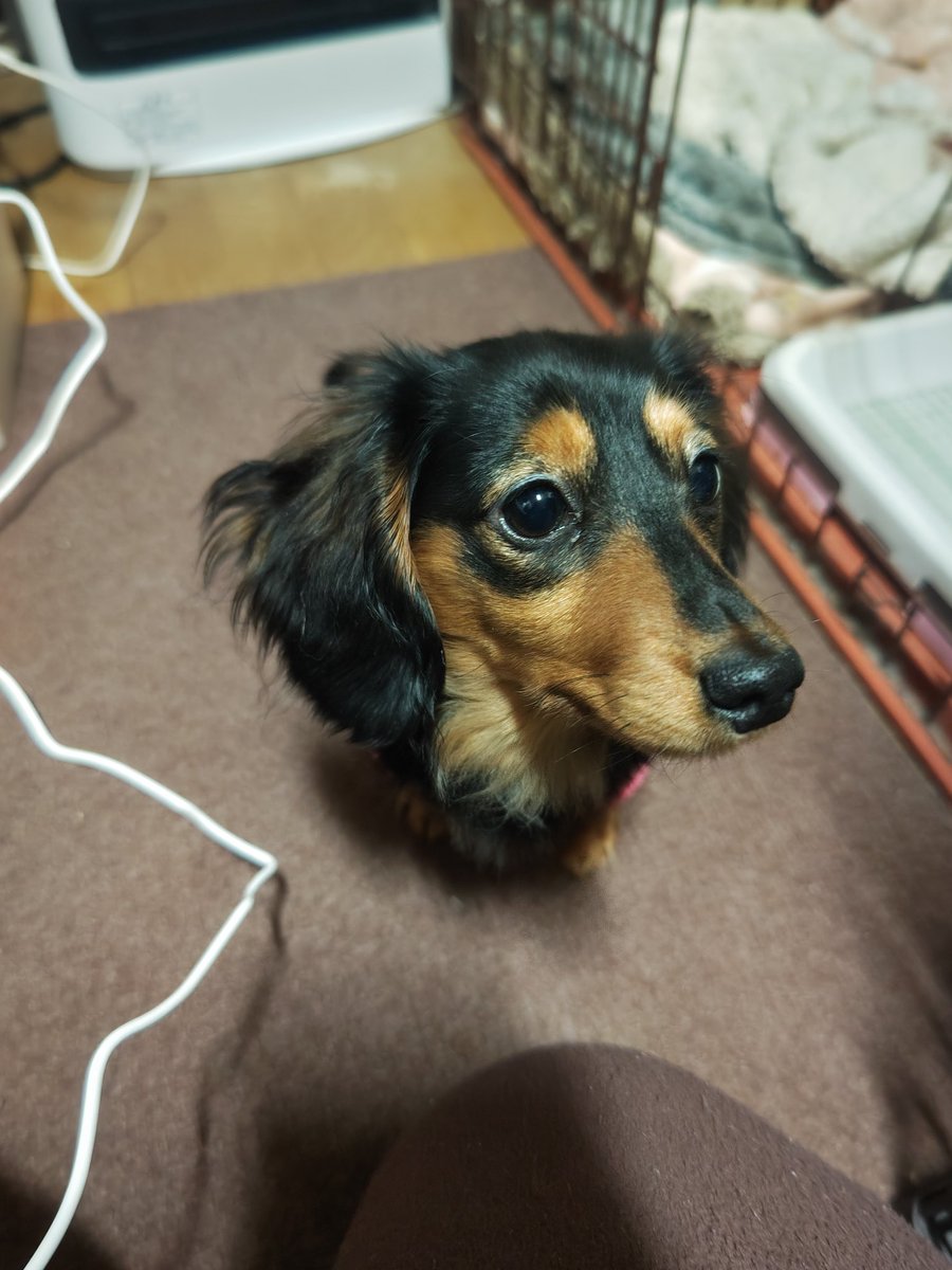 ひめ🌈乃秋🐶羽入🐶ママ☆Yukari tweet media