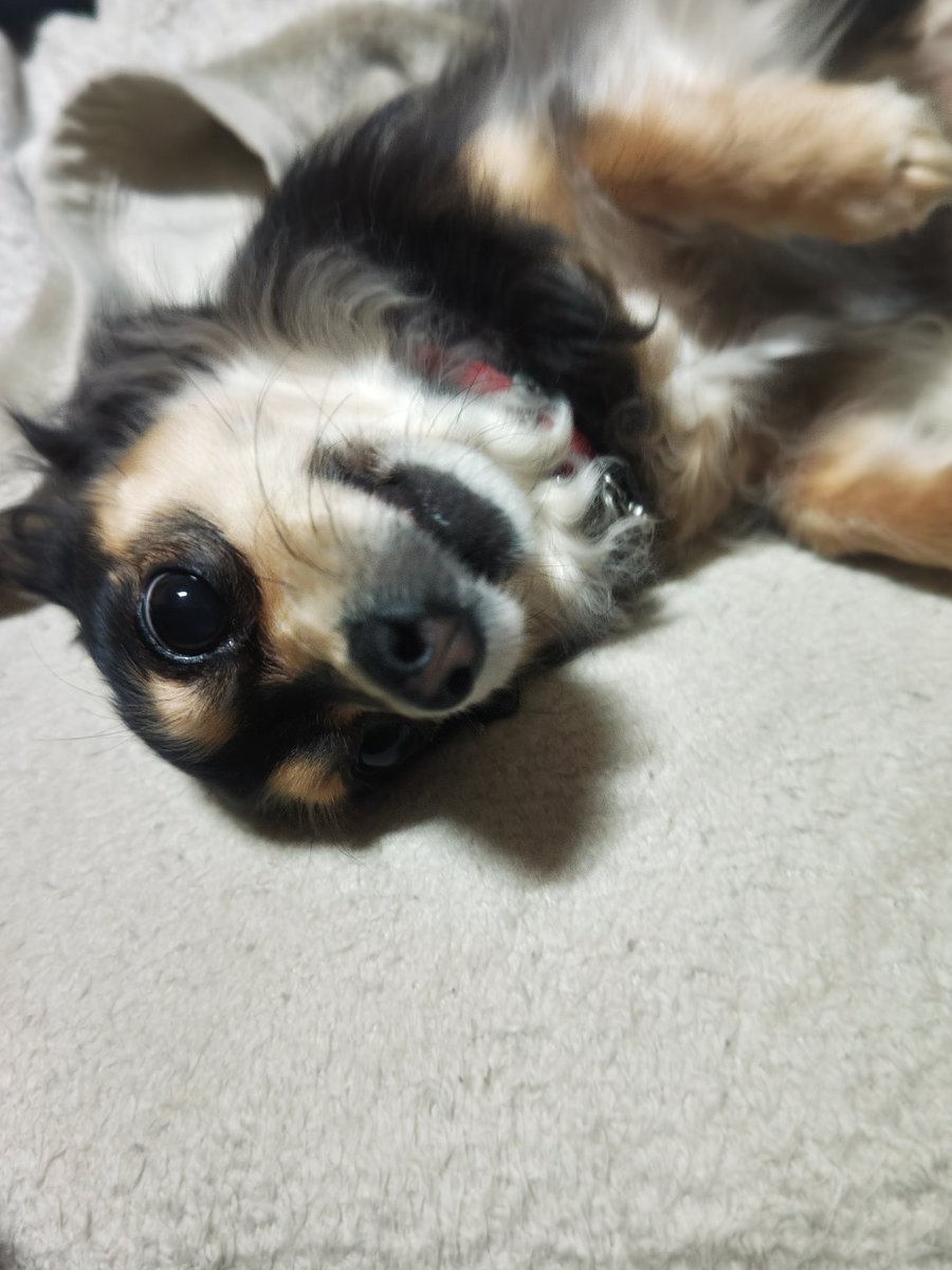 ひめ🌈乃秋🐶羽入🐶ママ☆Yukari tweet media