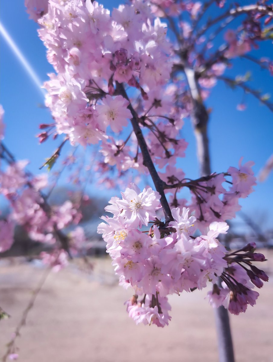 Ginny 🌸 tweet media